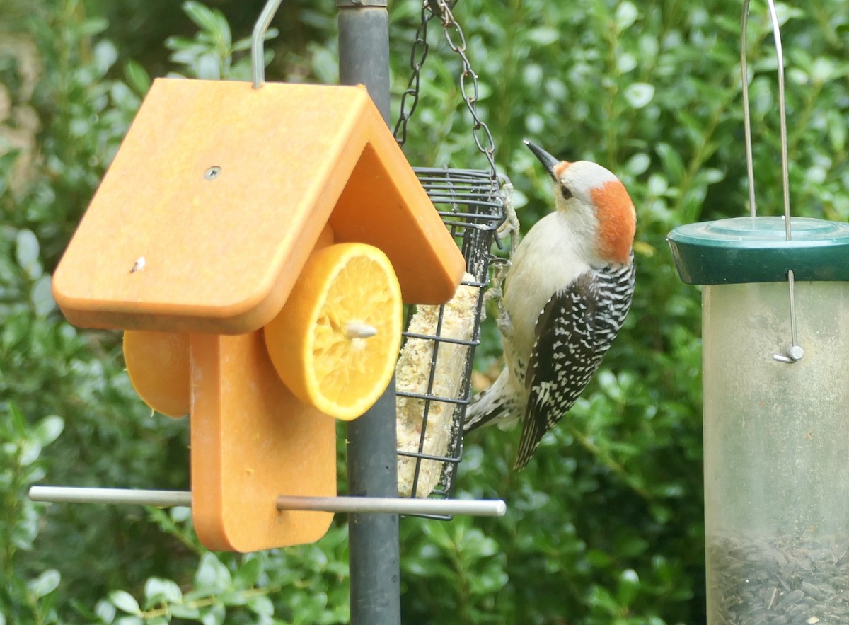 Red-bellied Woodpecker - Anthony Collerton