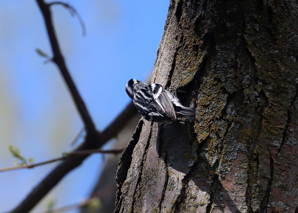 Black-and-white Warbler - ML618488804