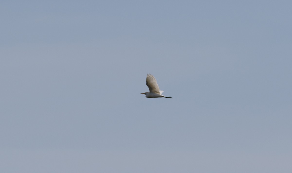 Чапля єгипетська (підвид ibis) - ML618488817