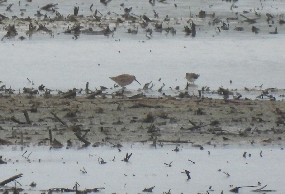 Pennsylvania Bird Atlas Checklist 5 May 2024 1010 Louser Road