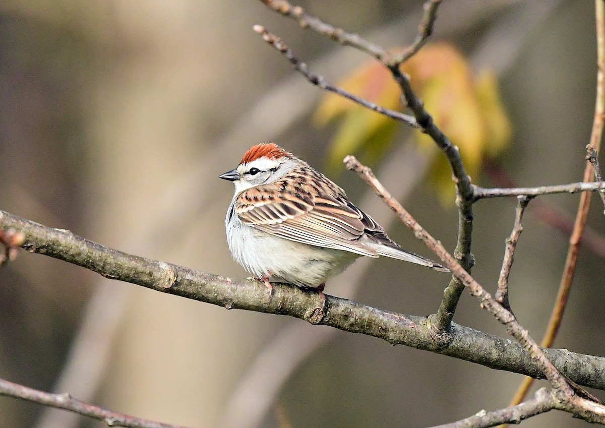 Chipping Sparrow - ML618488866