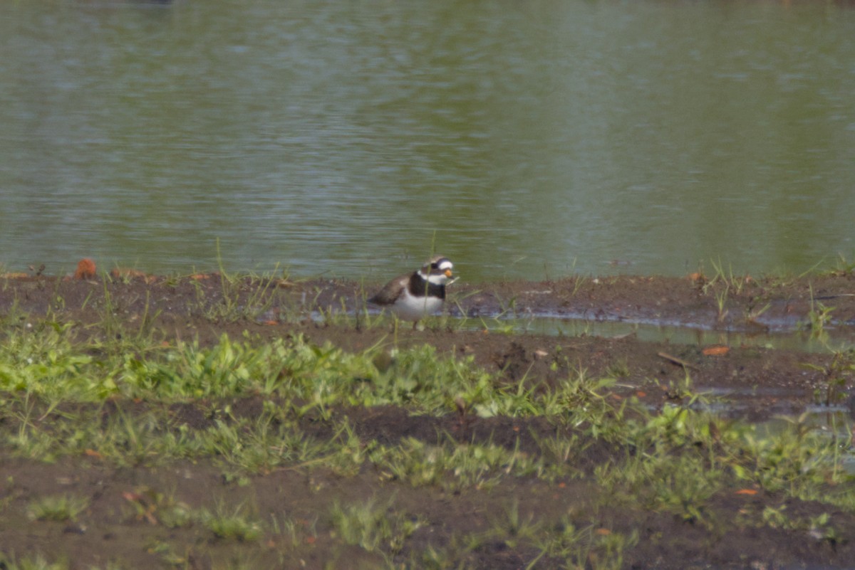 Common Ringed Plover - ML618488867