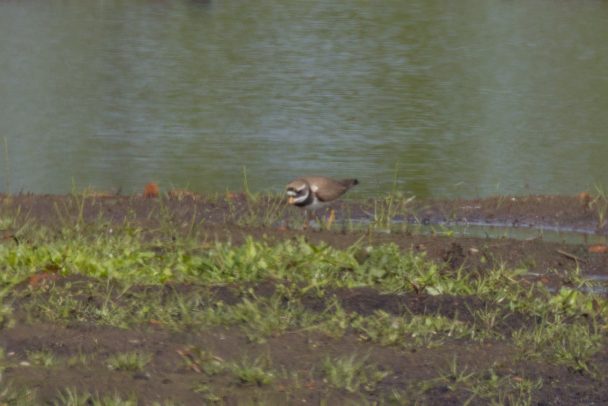 Common Ringed Plover - ML618488868