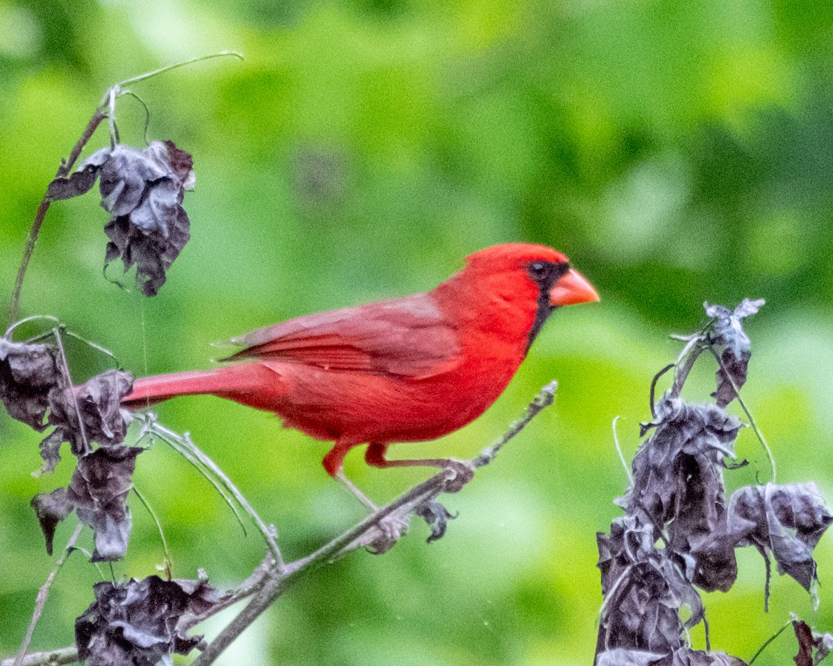 Cardinal rouge - ML618488874