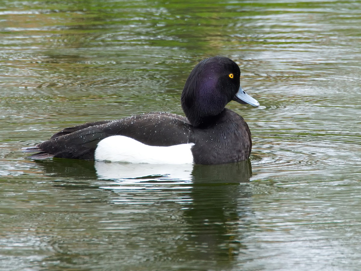 Tufted Duck - ML618488891