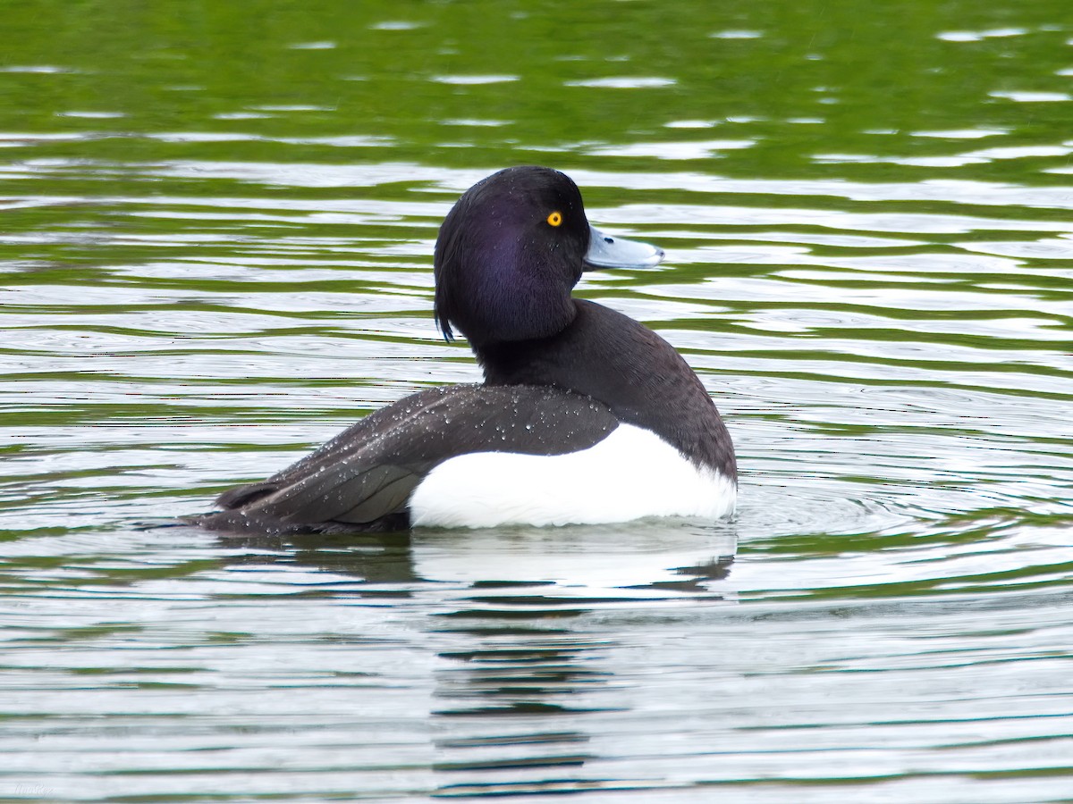 Tufted Duck - ML618488892