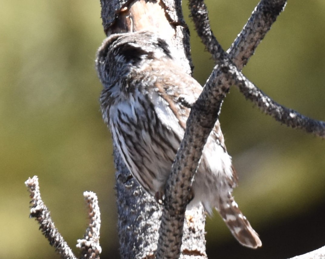 Northern Pygmy-Owl - ML618488900