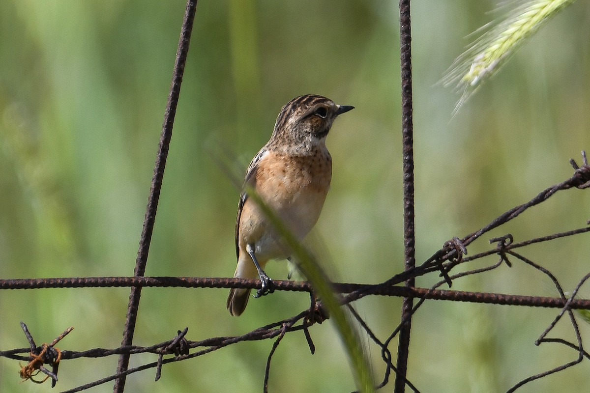 Whinchat - ML618488928