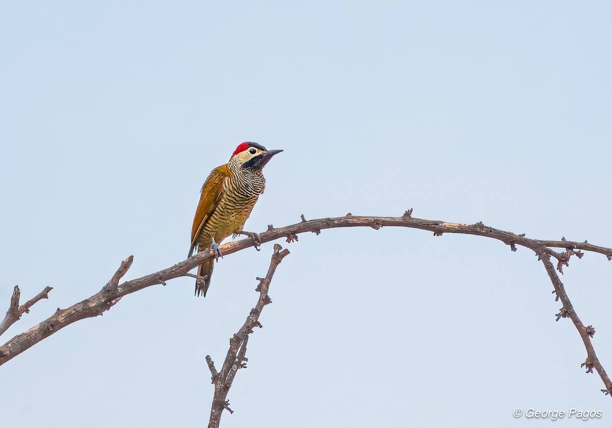Golden-olive Woodpecker - ML618488929