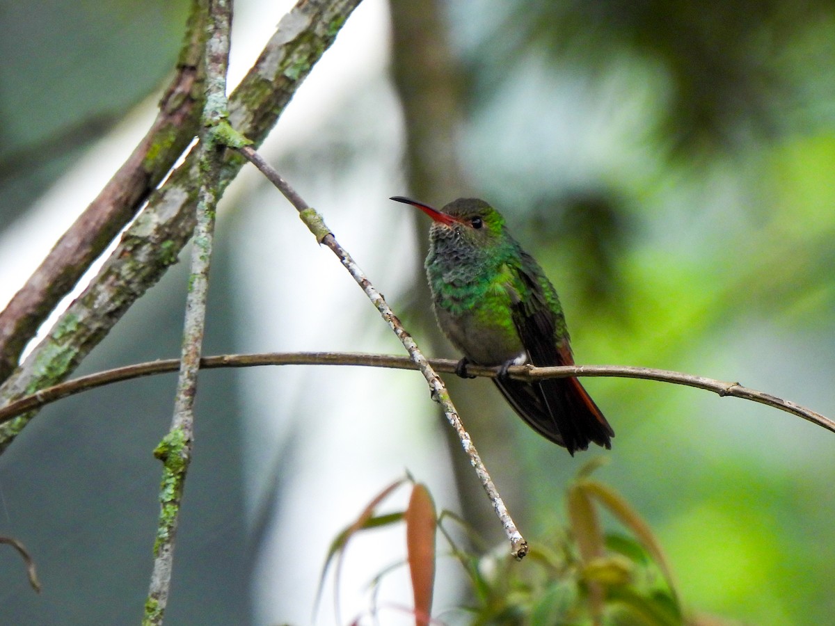Rufous-tailed Hummingbird - ML618488950
