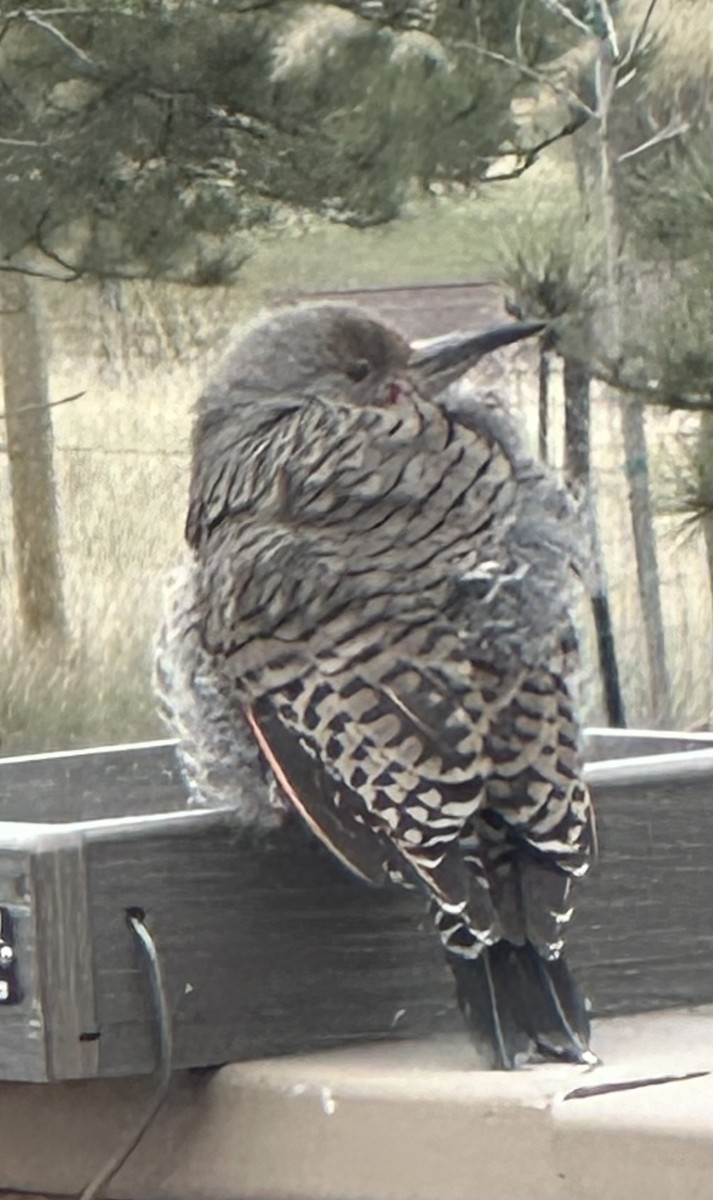 Northern Flicker (Red-shafted) - ML618489026