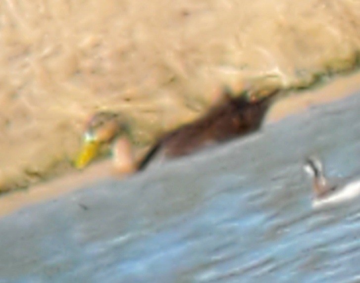 Mexican Duck - ML618489052