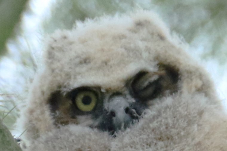 Great Horned Owl - ML618489058
