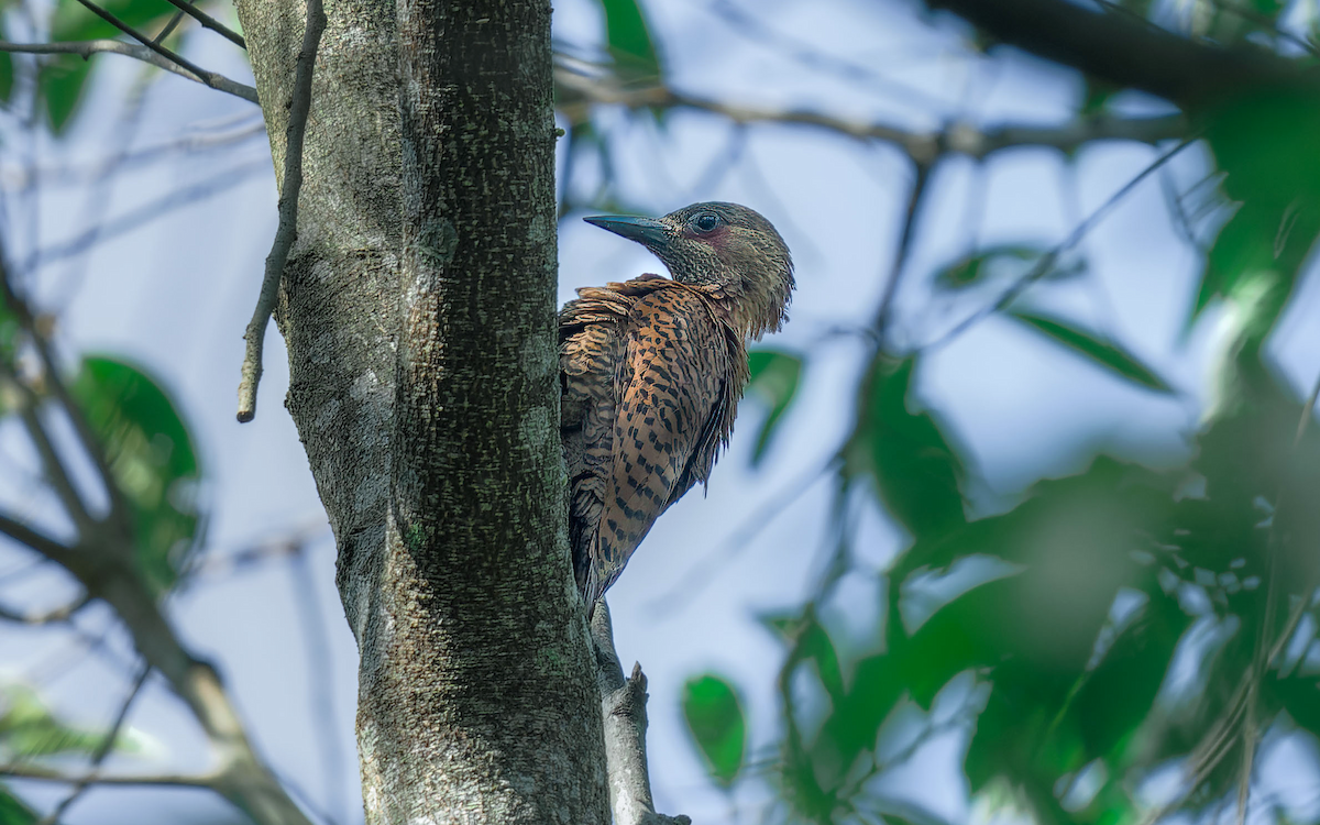 Rufous Woodpecker - ML618489062