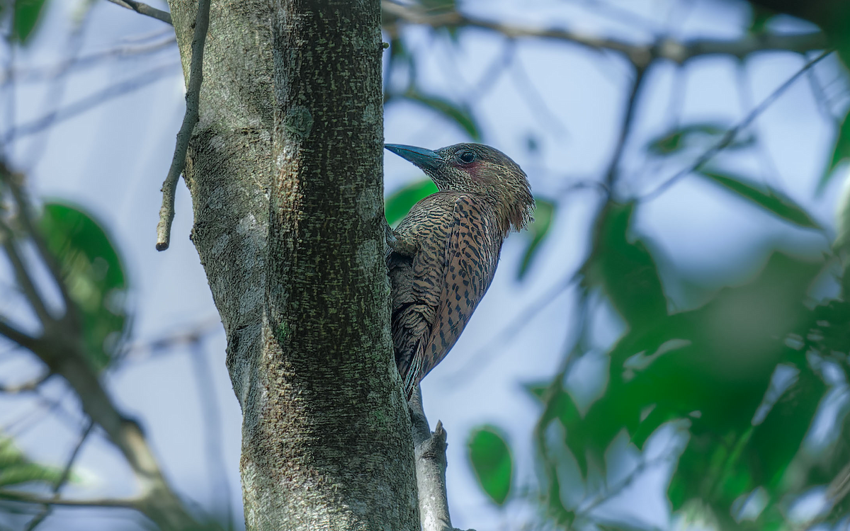 Rufous Woodpecker - Yoganand K