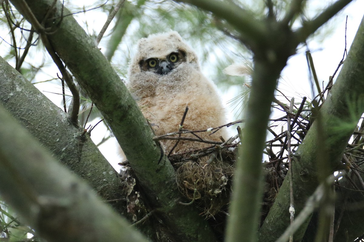 Great Horned Owl - ML618489069