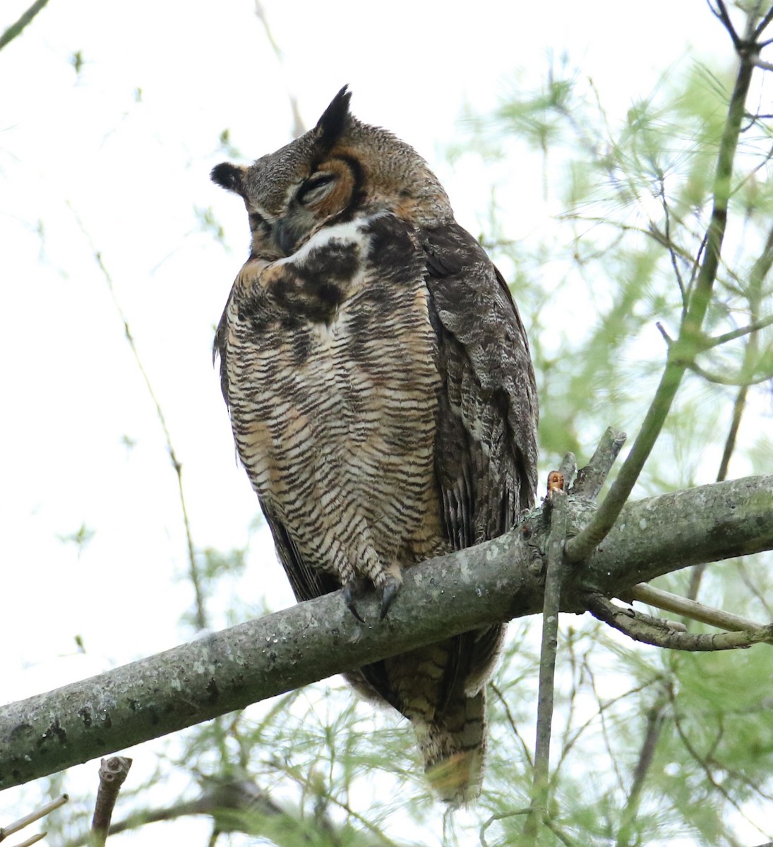 Great Horned Owl - ML618489075