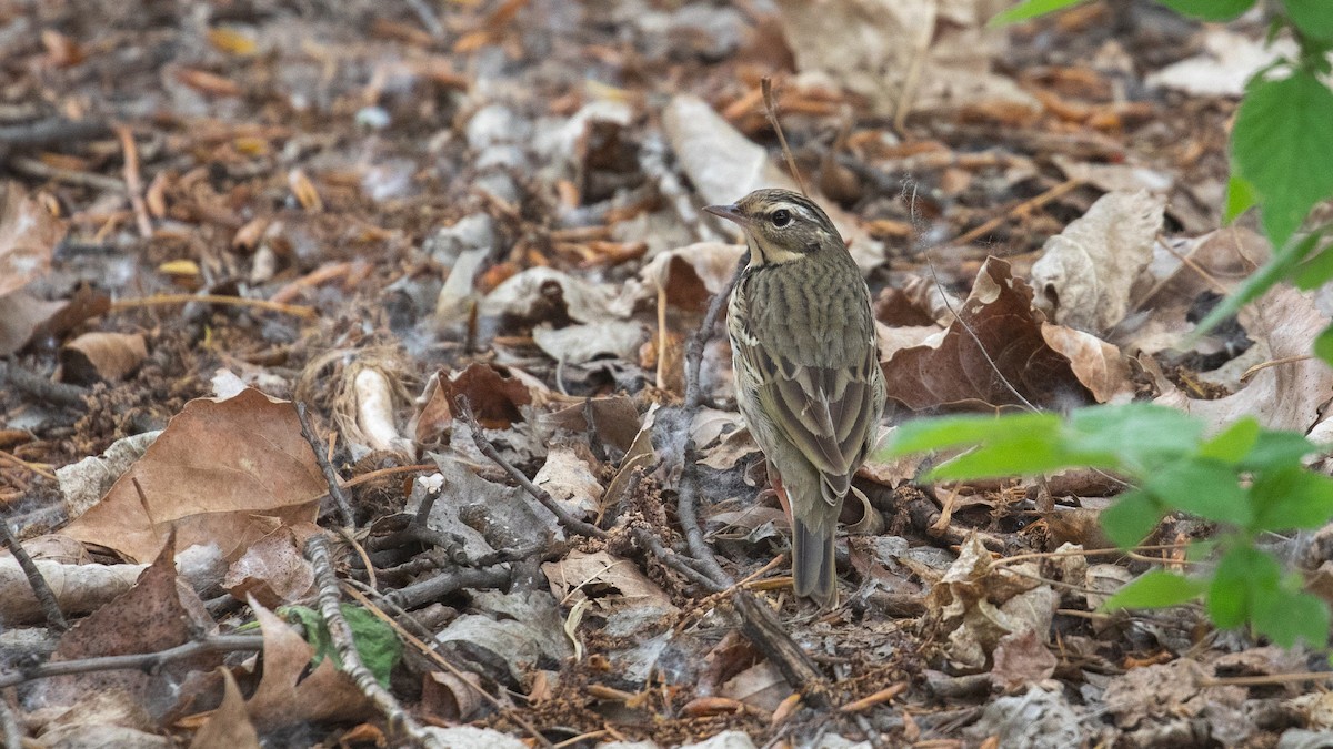 Olive-backed Pipit - ML618489076