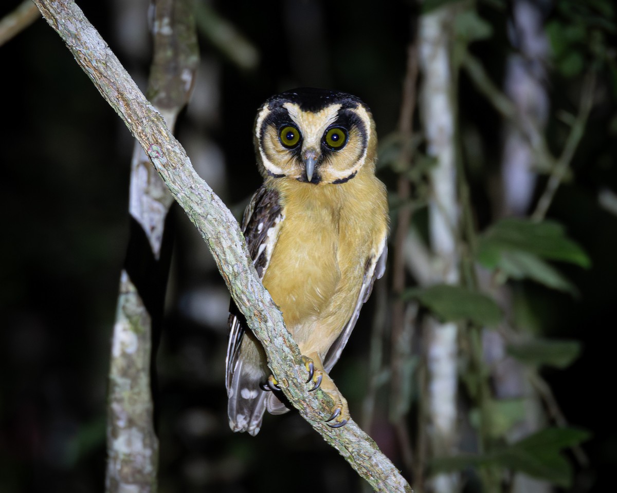 Buff-fronted Owl - ML618489105