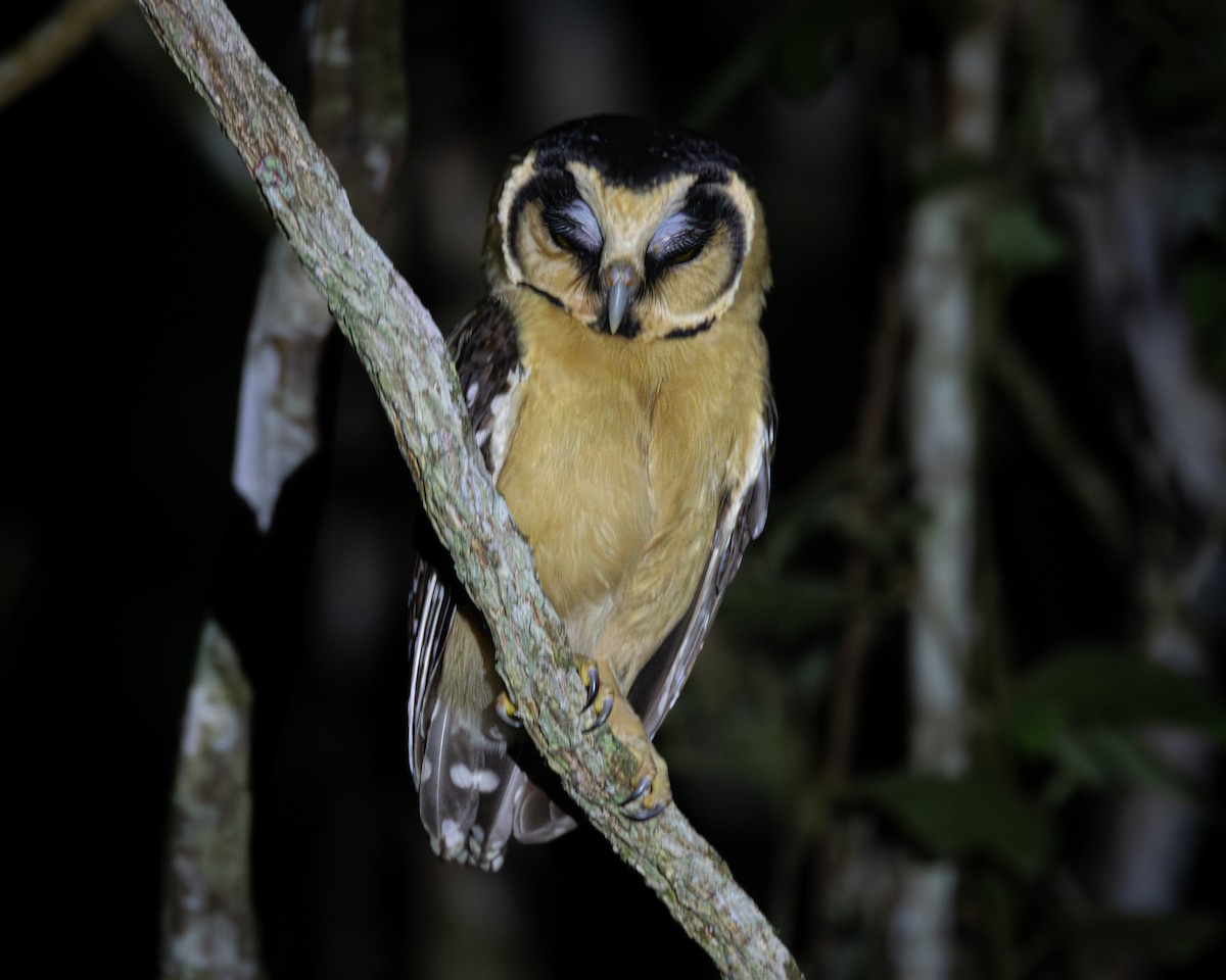 Buff-fronted Owl - ML618489106