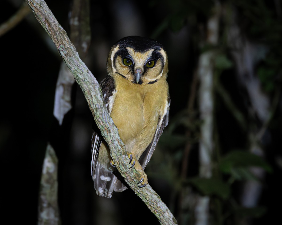 Buff-fronted Owl - ML618489107