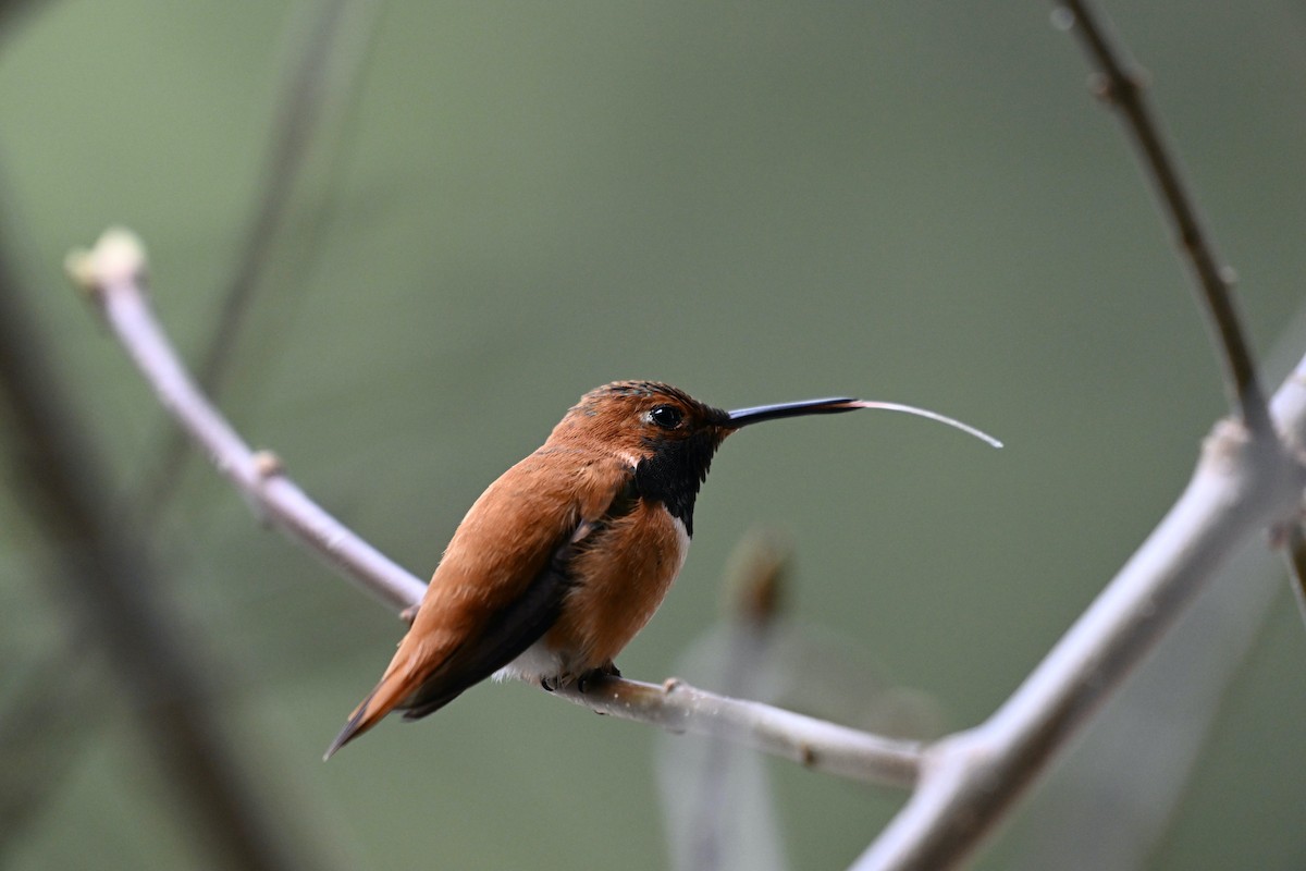 Rufous Hummingbird - ML618489148