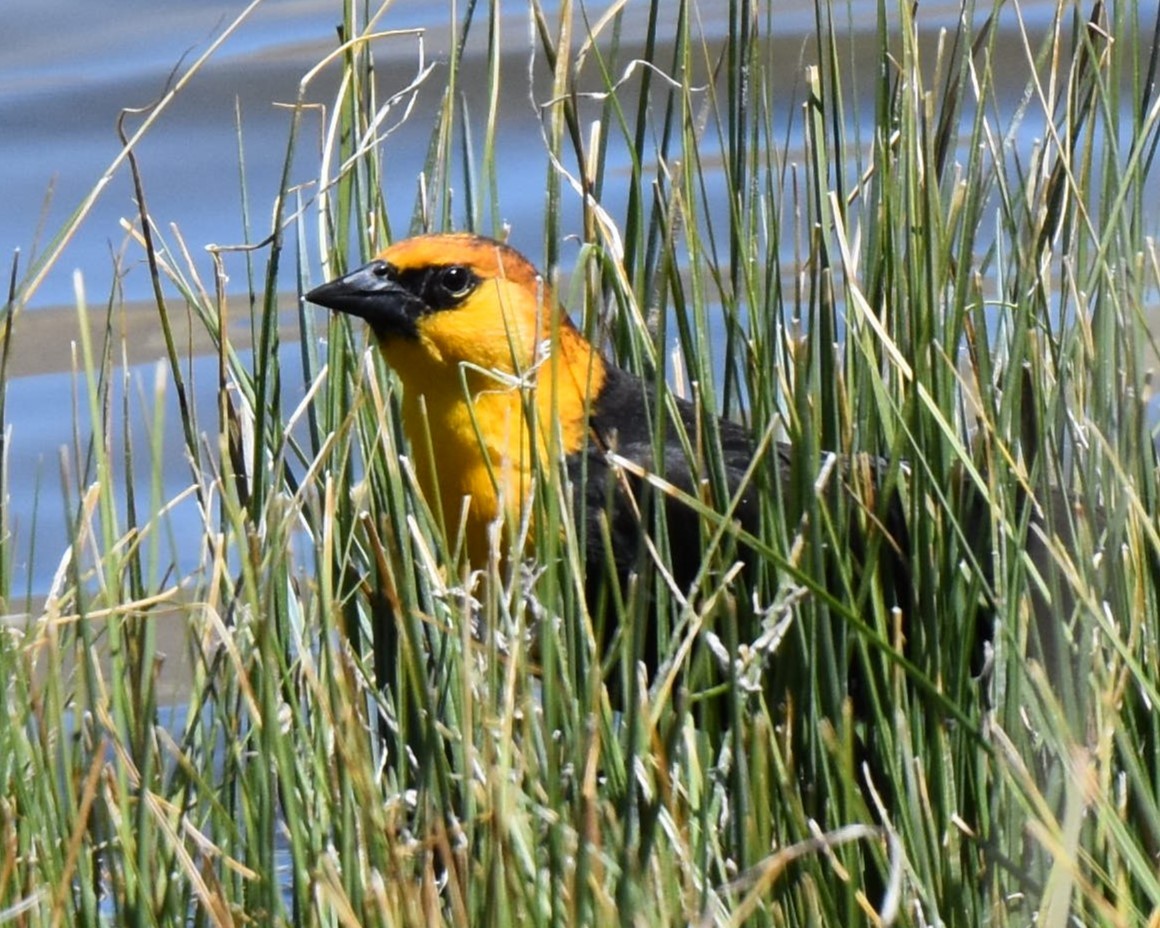 Yellow-headed Blackbird - jerry ewing