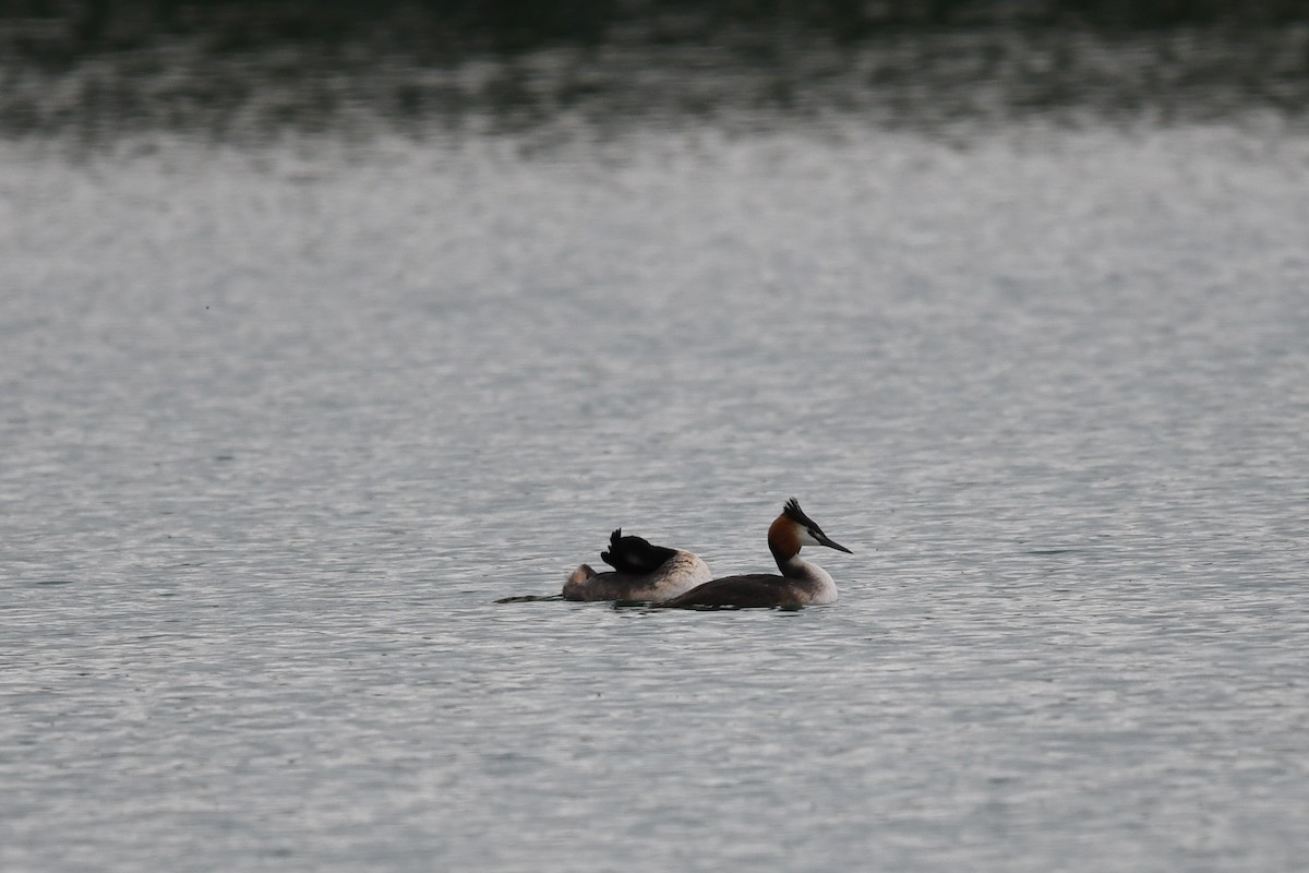 Great Crested Grebe - ML618489179