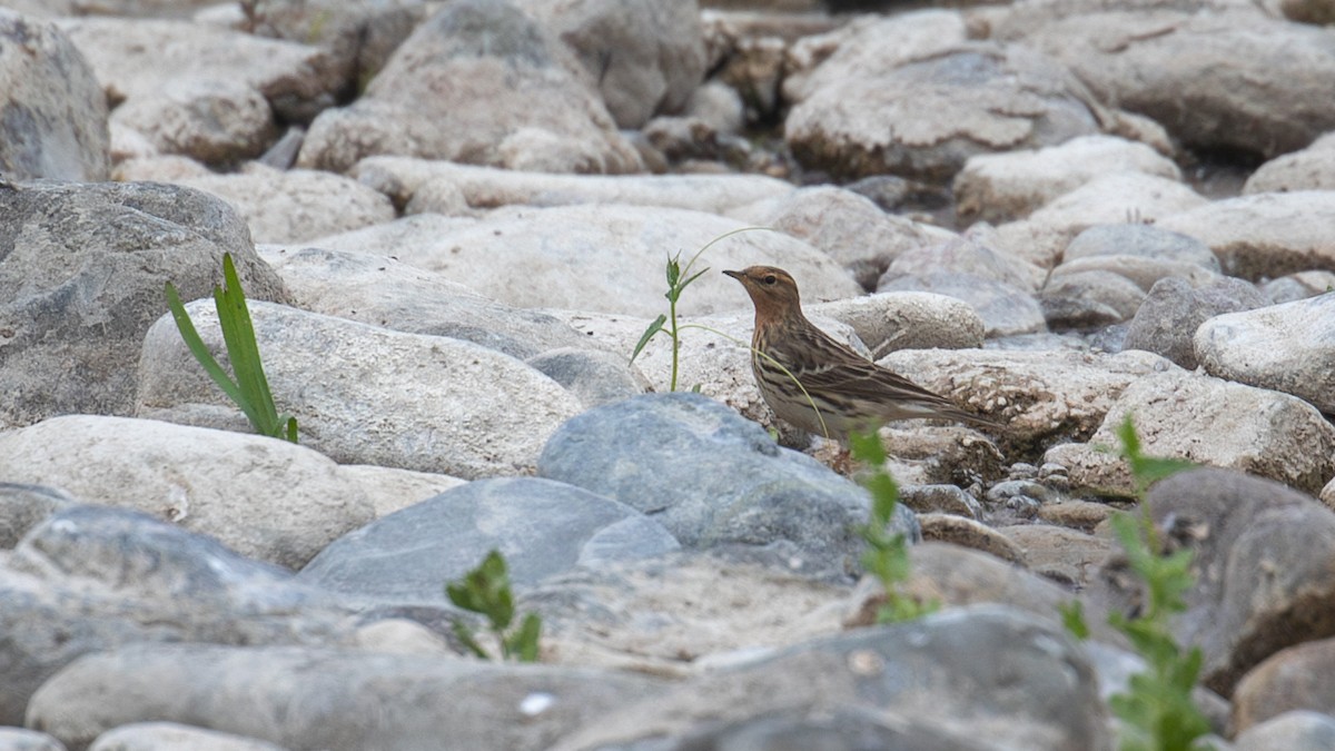 Red-throated Pipit - ML618489207