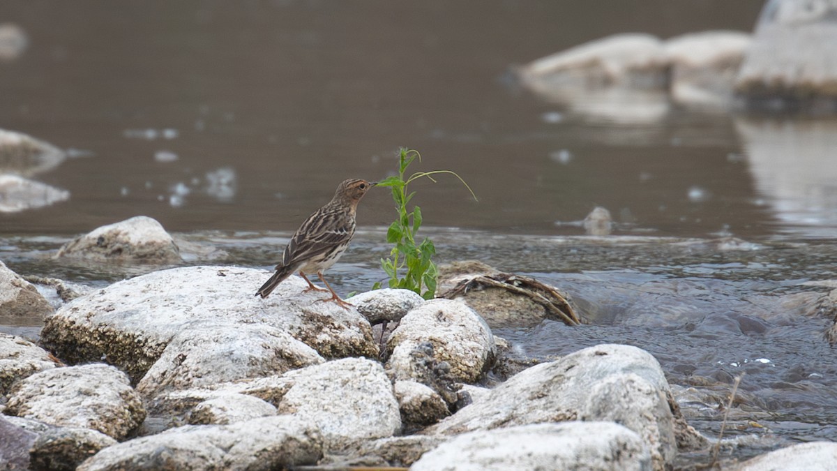 Red-throated Pipit - Mengshuai Ge