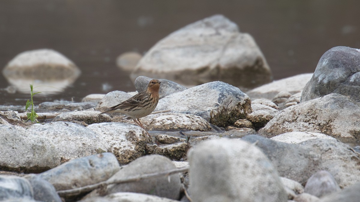 Red-throated Pipit - ML618489209