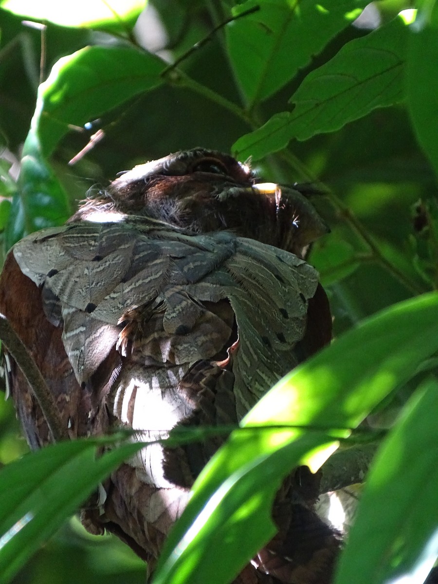 Large Frogmouth - ML618489316