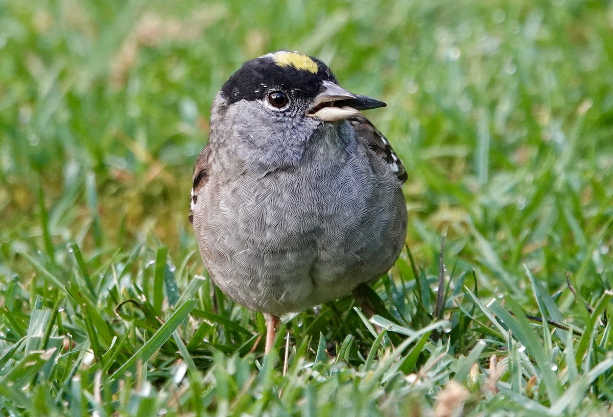 Golden-crowned Sparrow - ML618489317