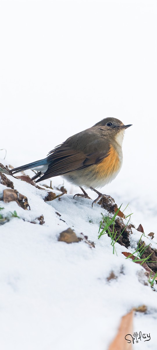 Red-flanked Bluetail - ML618489340