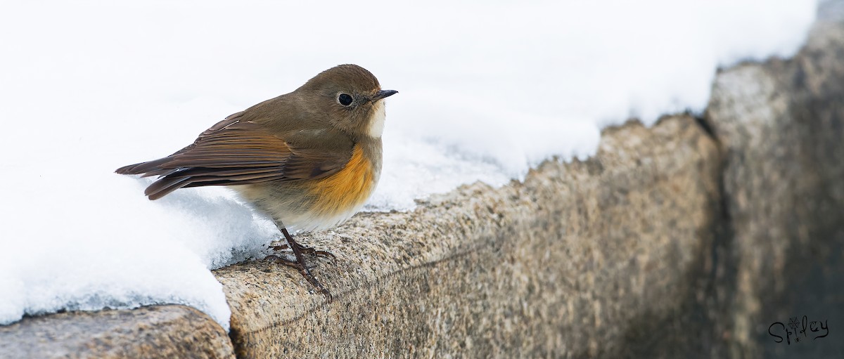 Red-flanked Bluetail - ML618489341
