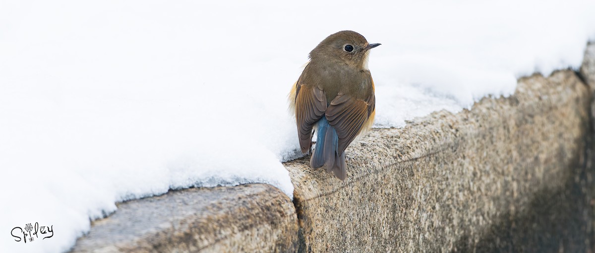 Red-flanked Bluetail - ML618489342