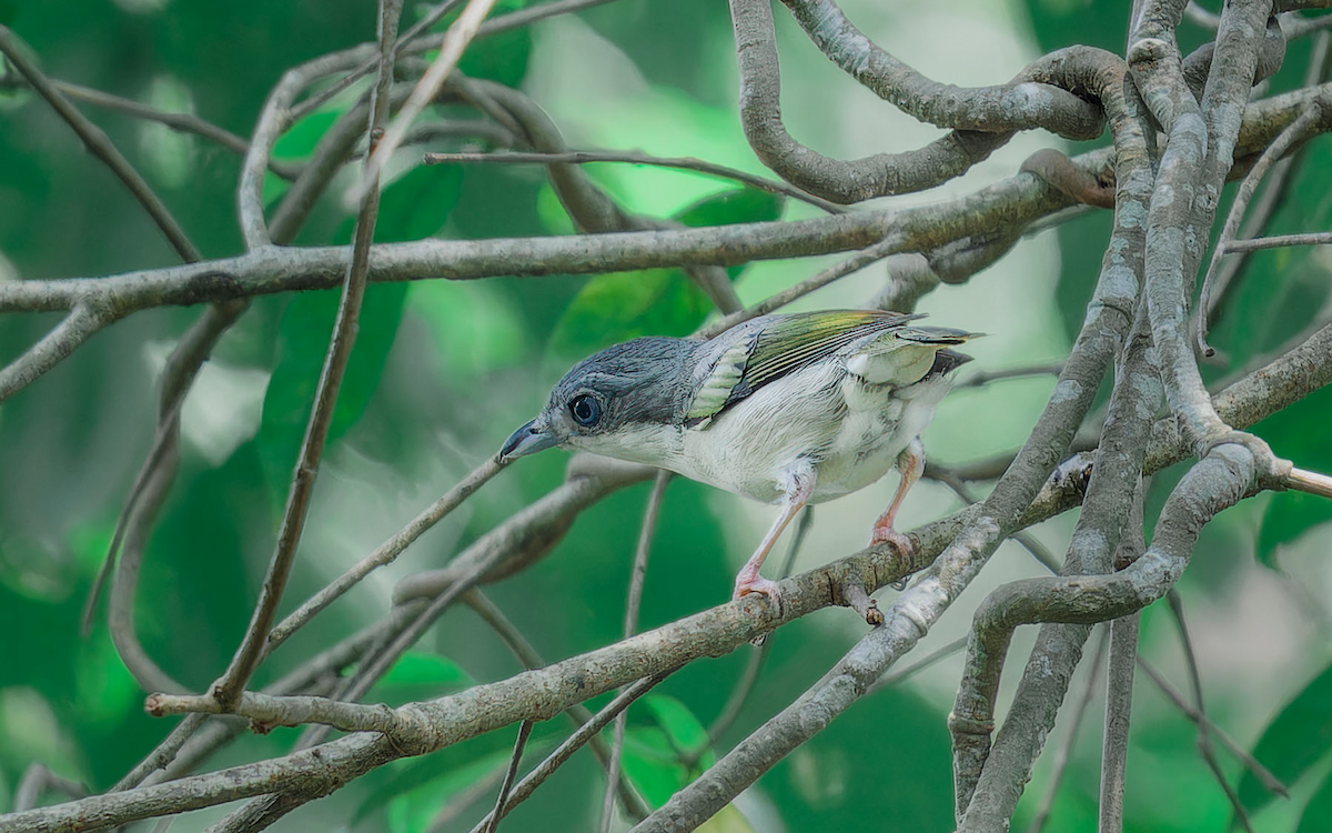 White-browed Shrike-Babbler (Dalat) - ML618489346
