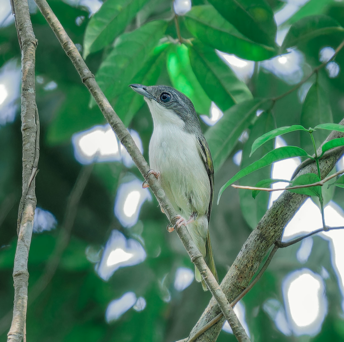 White-browed Shrike-Babbler (Dalat) - ML618489349