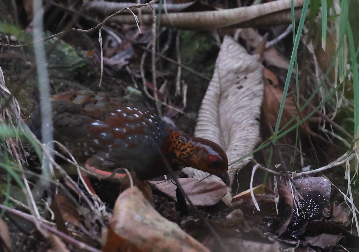 Chestnut-breasted Partridge - ML618489360
