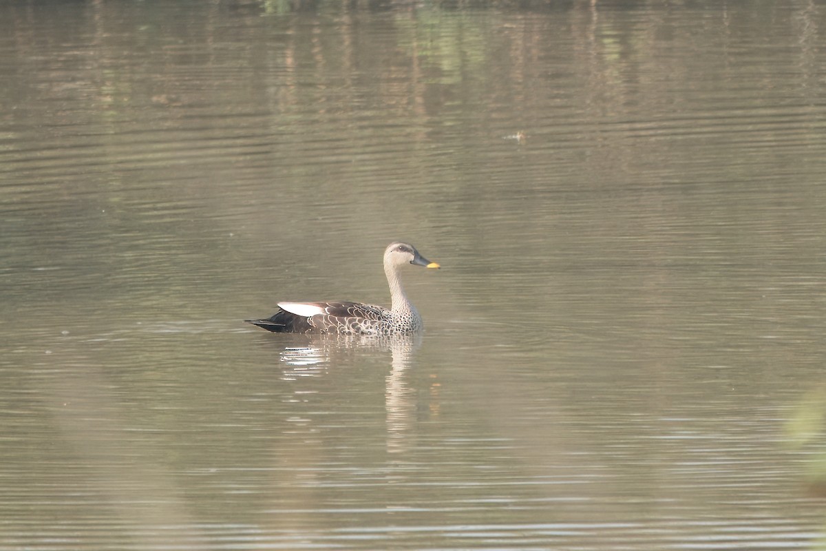 Indian Spot-billed Duck - ML618489375