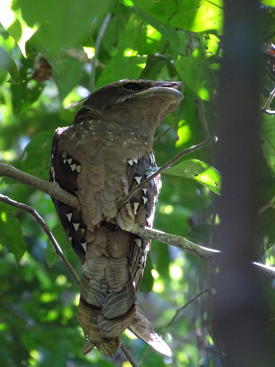 Large Frogmouth - ML618489389
