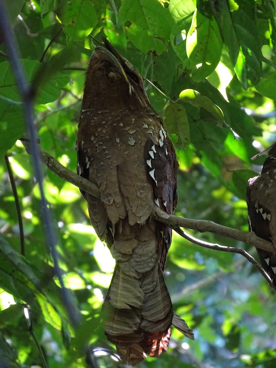 Large Frogmouth - ML618489390