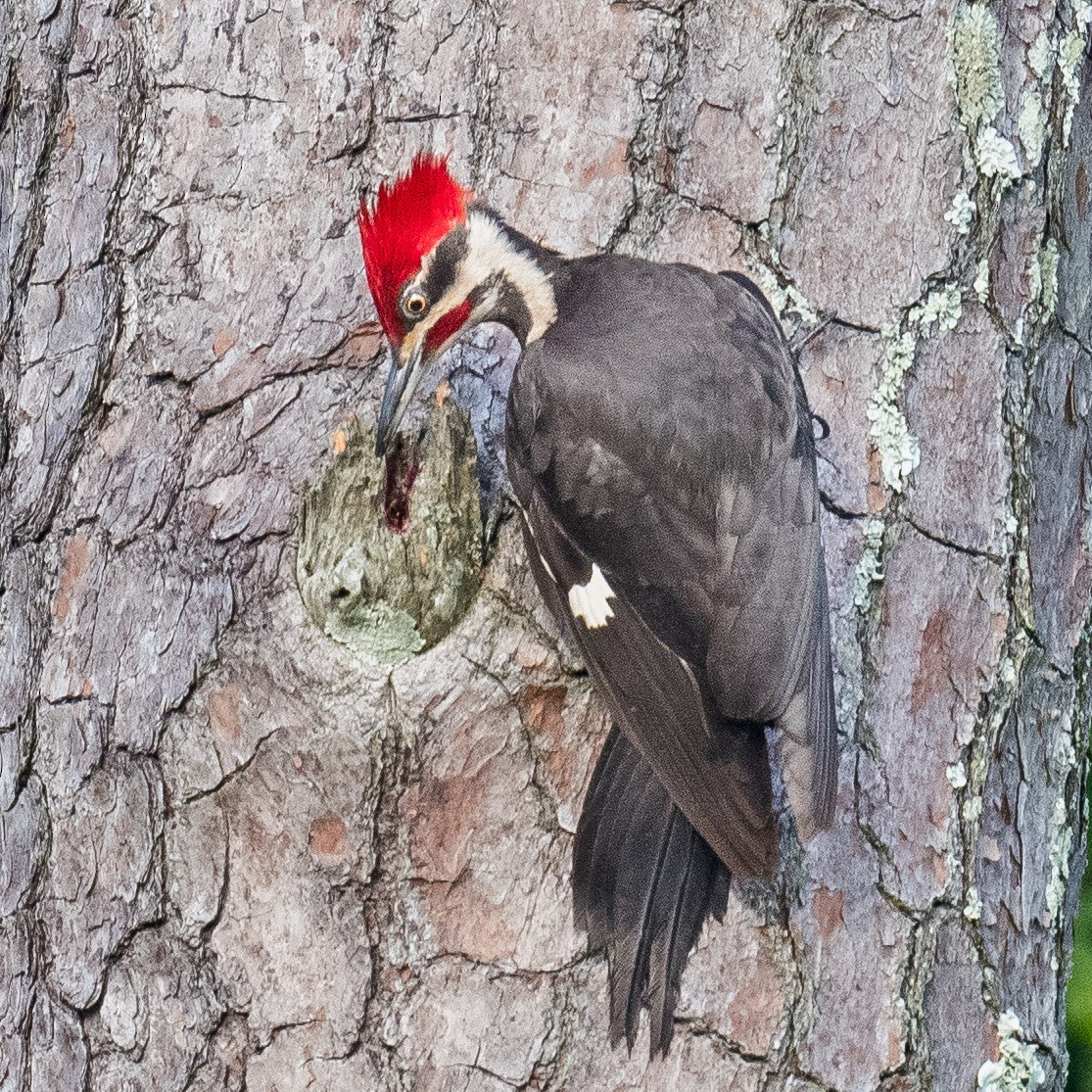 Pileated Woodpecker - ML618489401