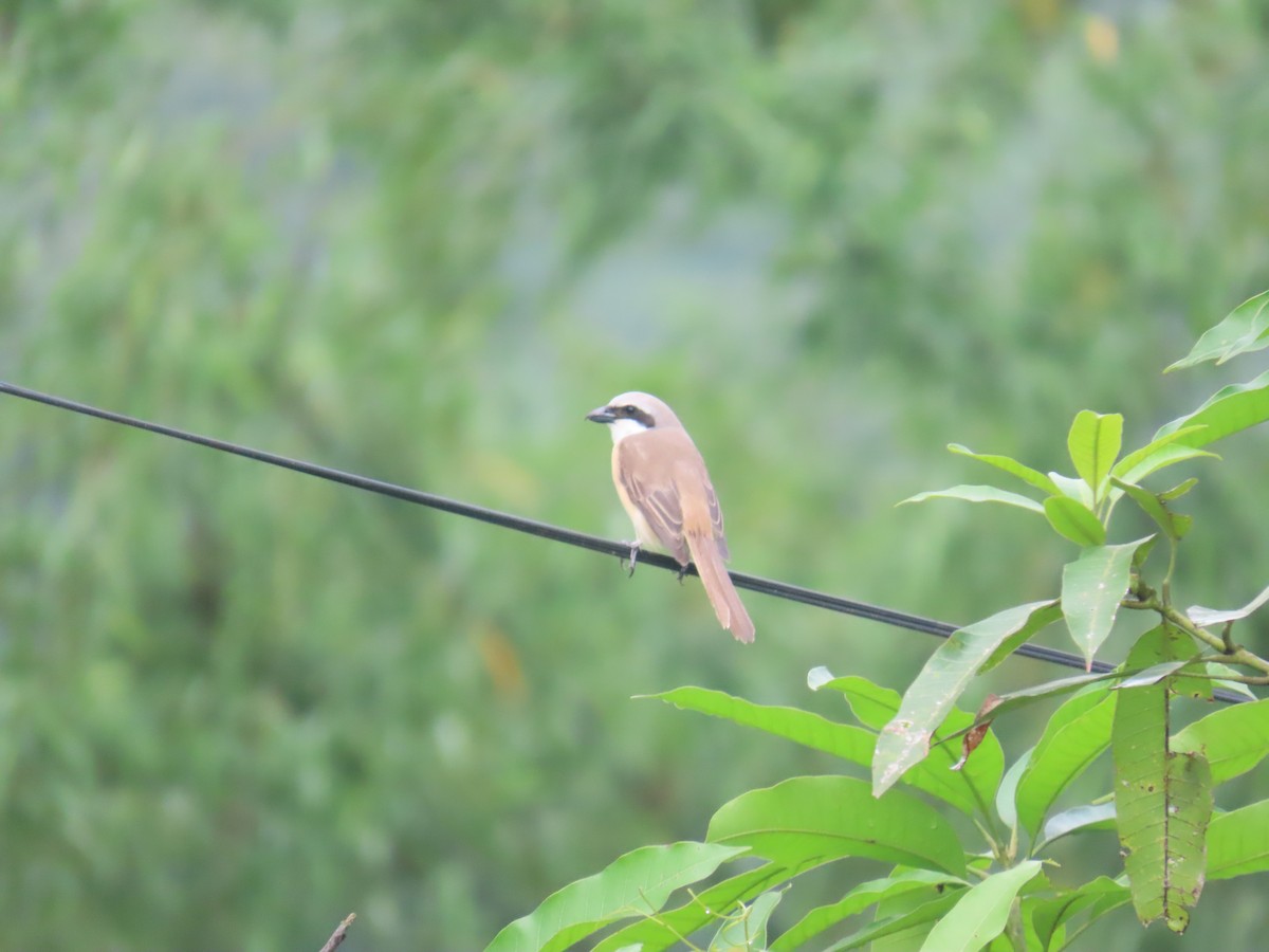 Brown Shrike (Philippine) - ML618489415