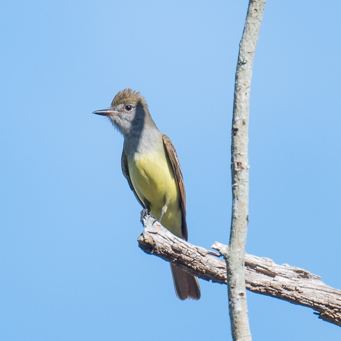 Great Crested Flycatcher - ML618489422
