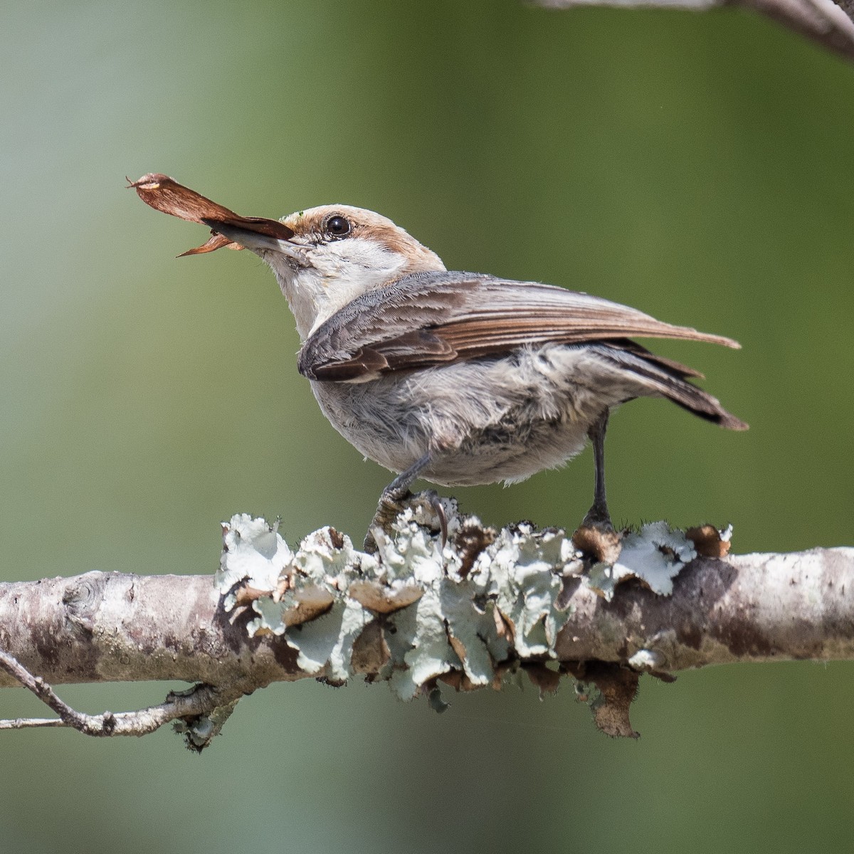 Brown-headed Nuthatch - ML618489432