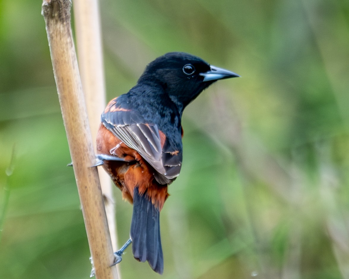 Orchard Oriole - ML618489438