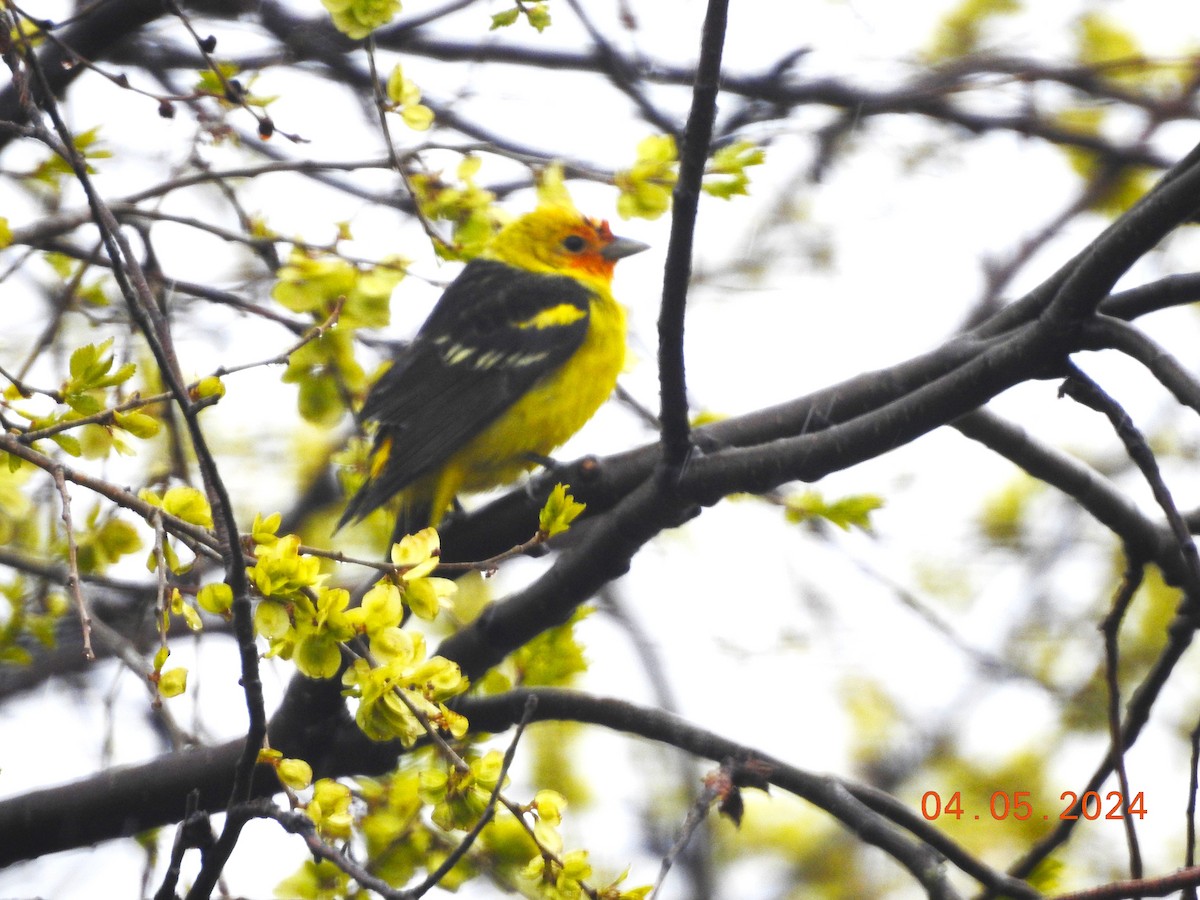 Western Tanager - dave haupt