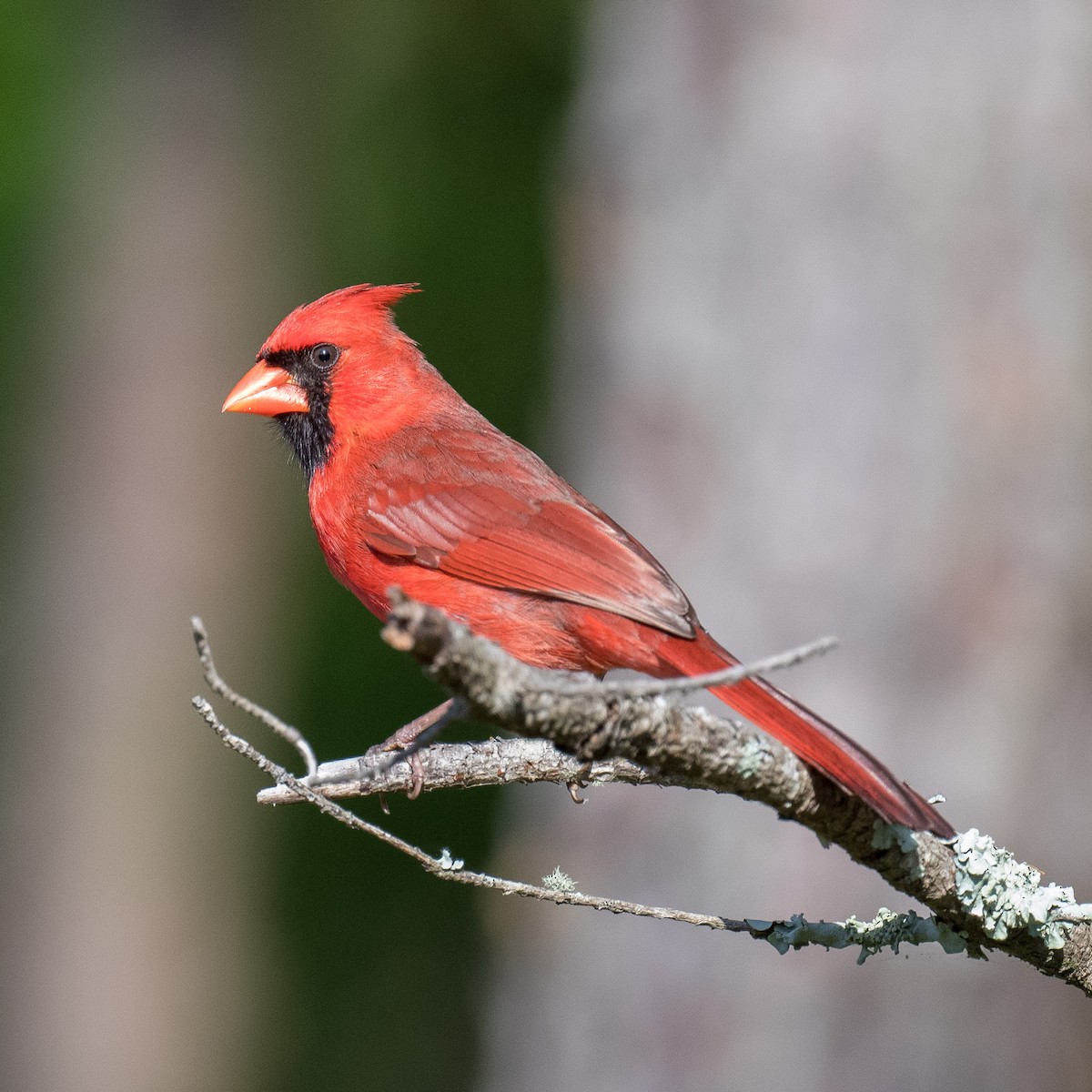 Northern Cardinal - Liling Warren
