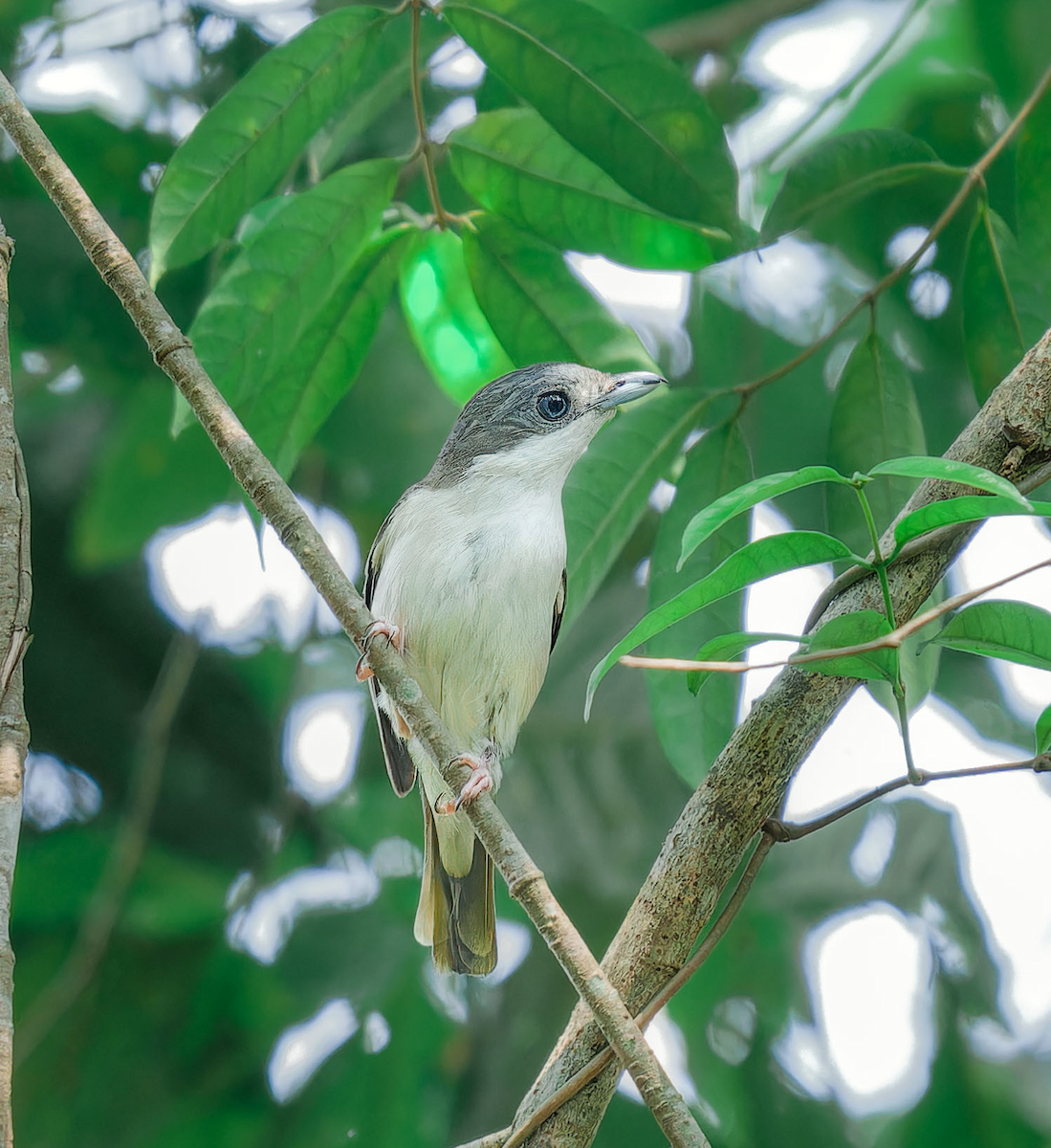 White-browed Shrike-Babbler (Dalat) - ML618489459